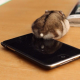 Illustration for article titled A Facebook Page Dedicated Entirely to Hamster Butts